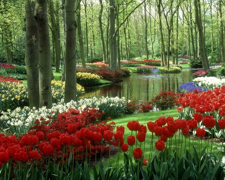 Red Roses & Flowers