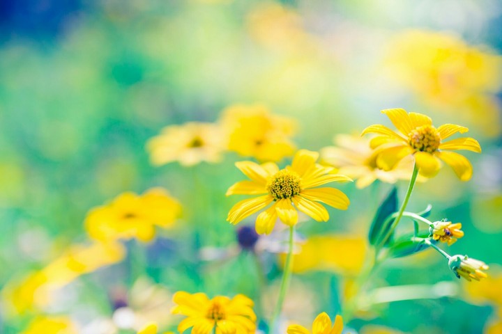 yellow flowers