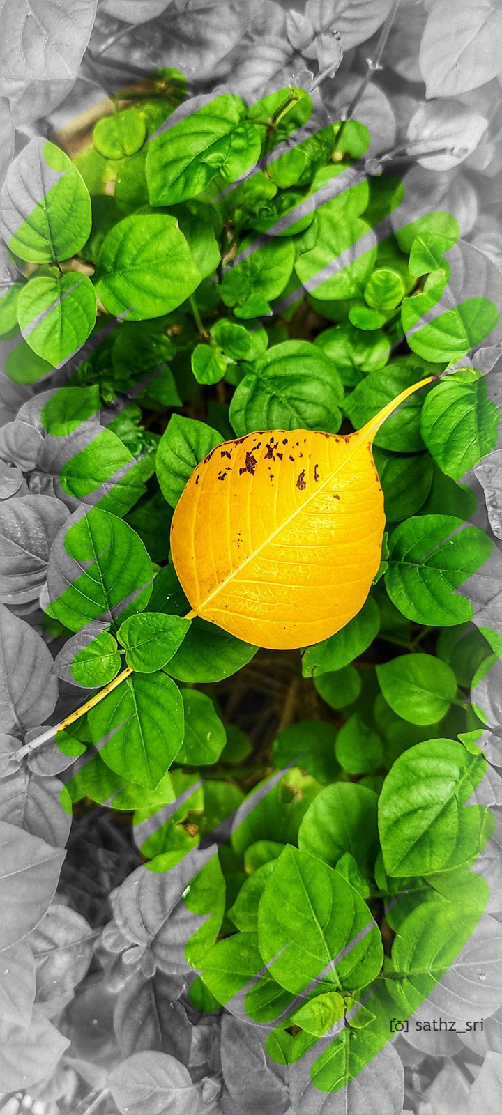 .