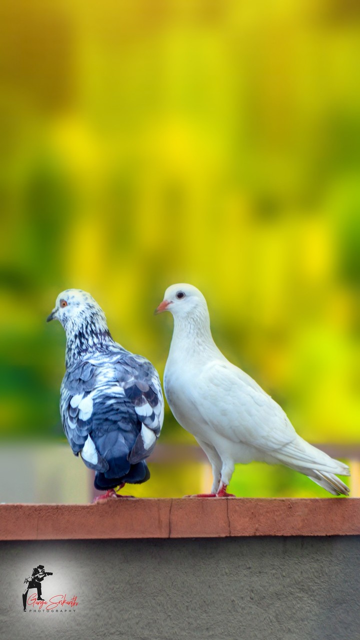 pigeon love
