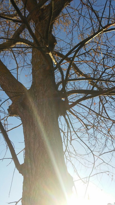 tree