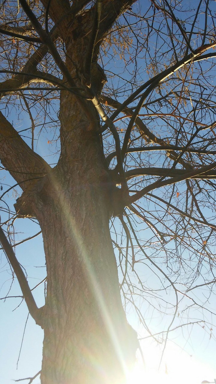tree