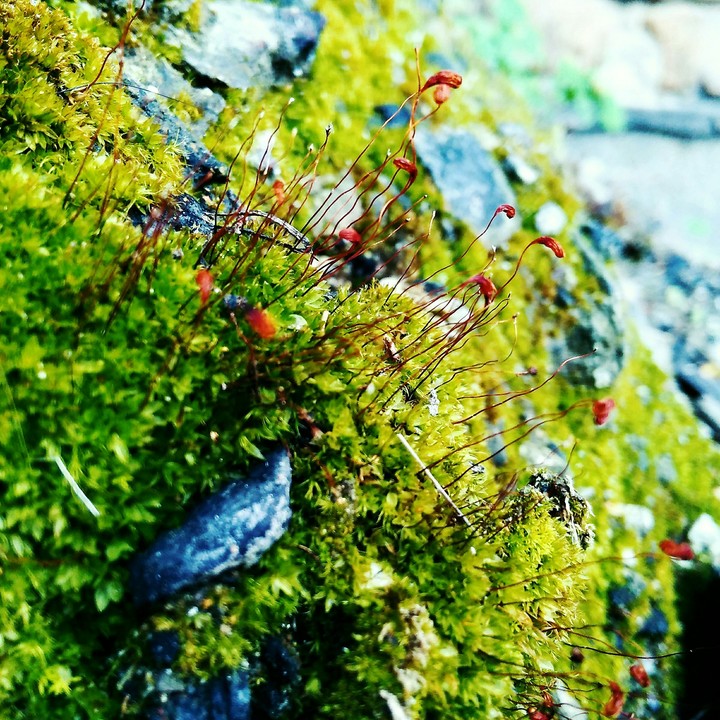 moss