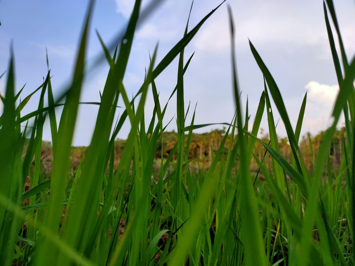 green nature