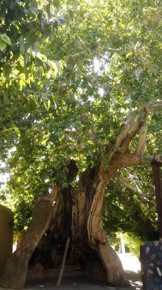 1700 Year Old Plane Tree