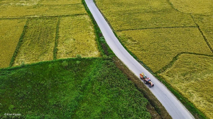 Paddy Farms