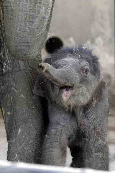 baby elephant
