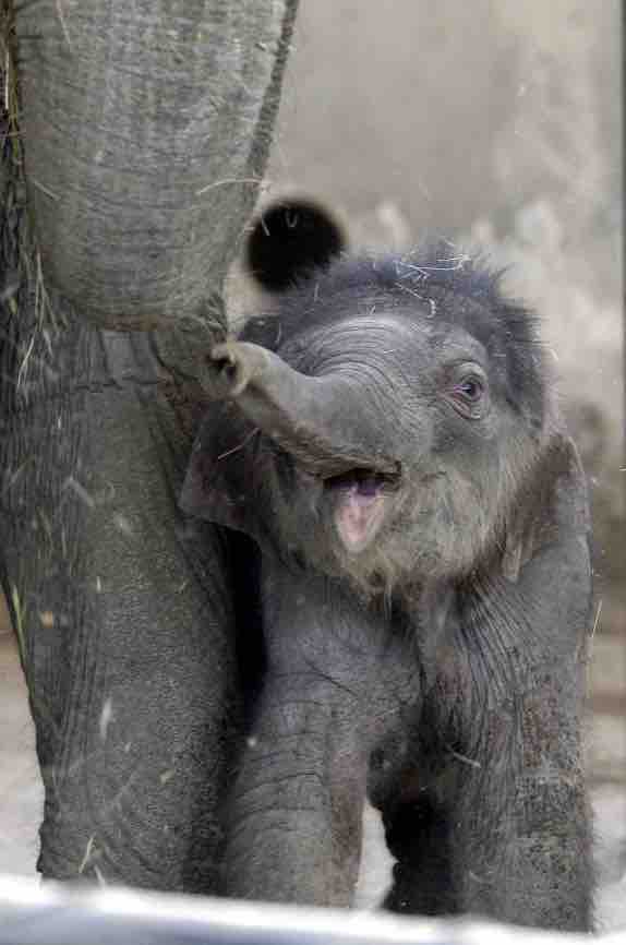 baby elephant