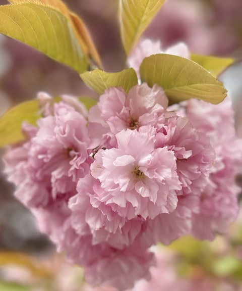 subshrub, 樱花壁纸