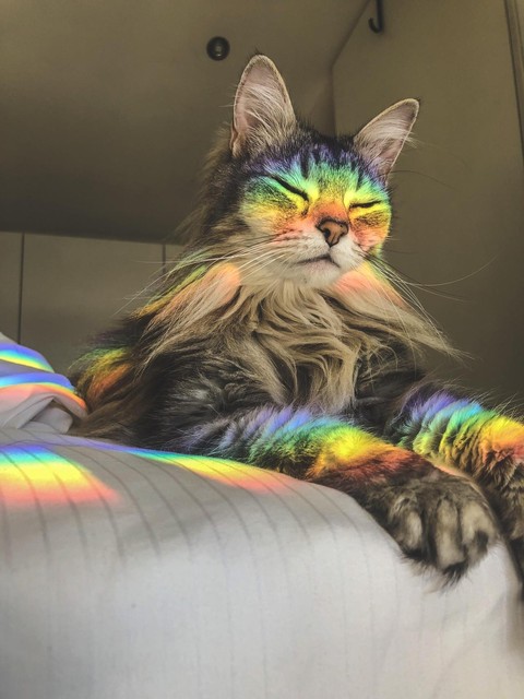 кошка, радуга Hintergrundbilder