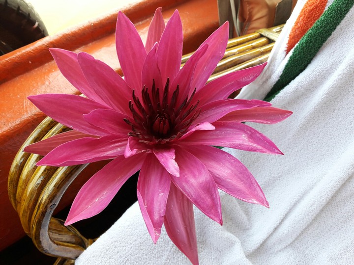 water lily