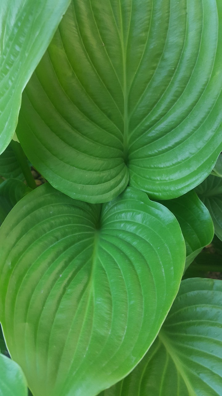 hosta
