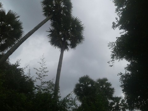 palm tree