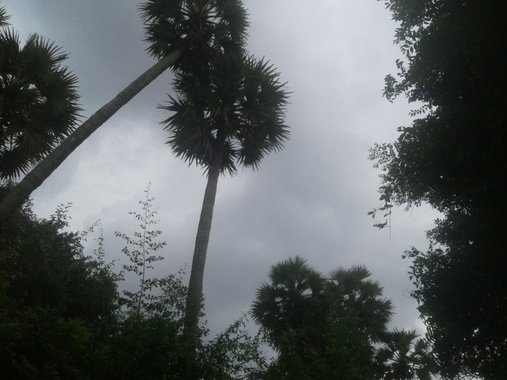 palm tree