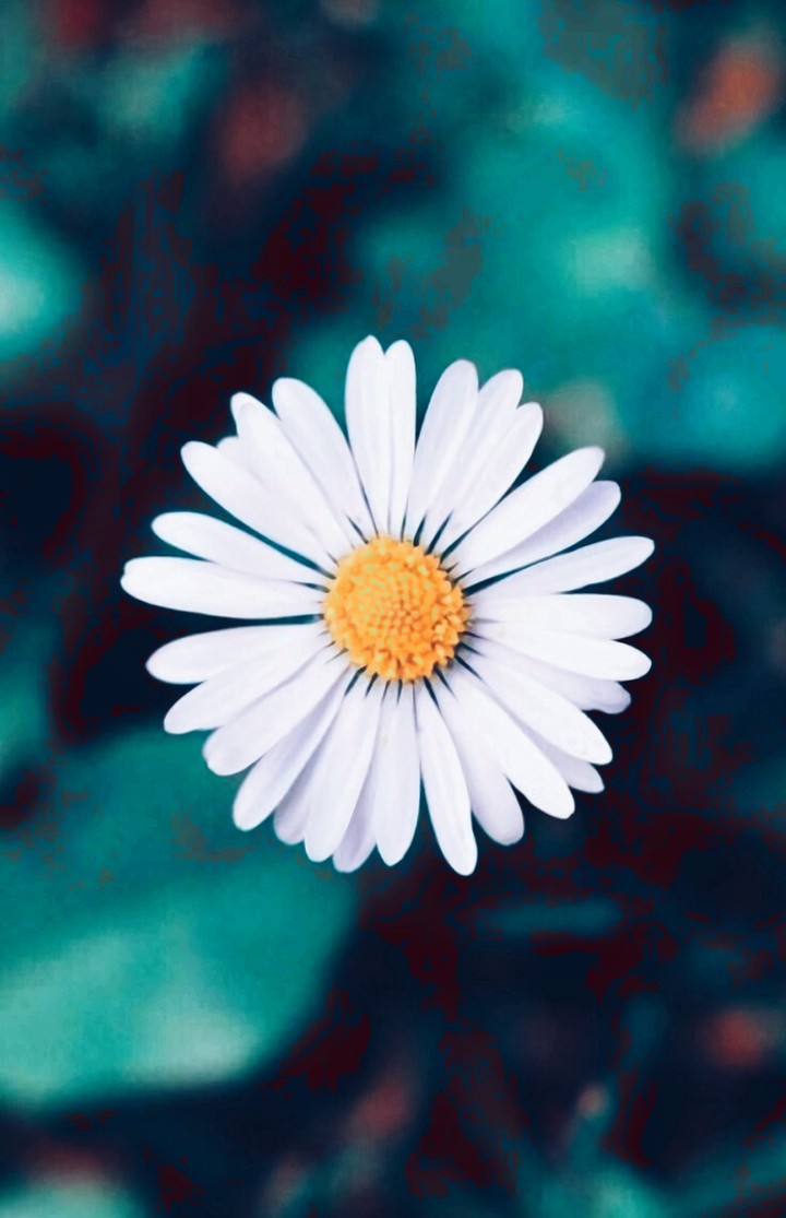 #flower