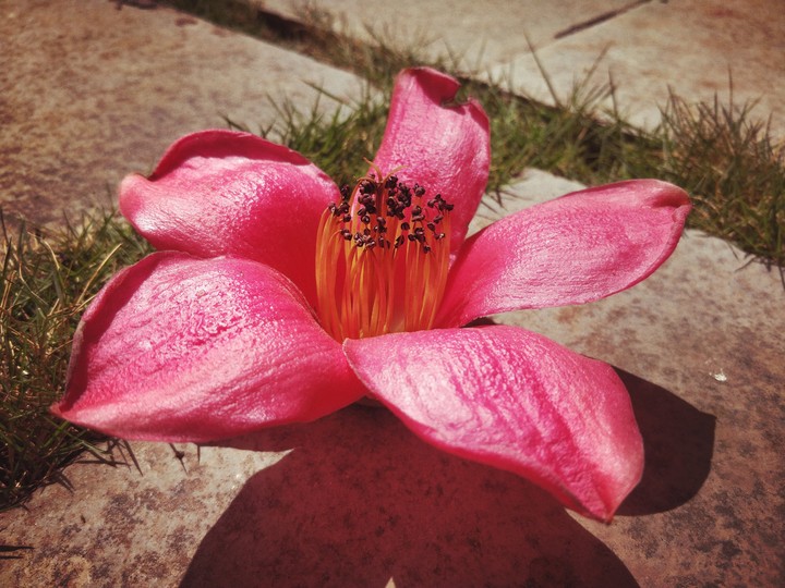 flower