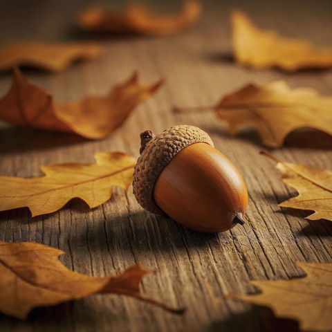 THE ACORN and THE LEAVES