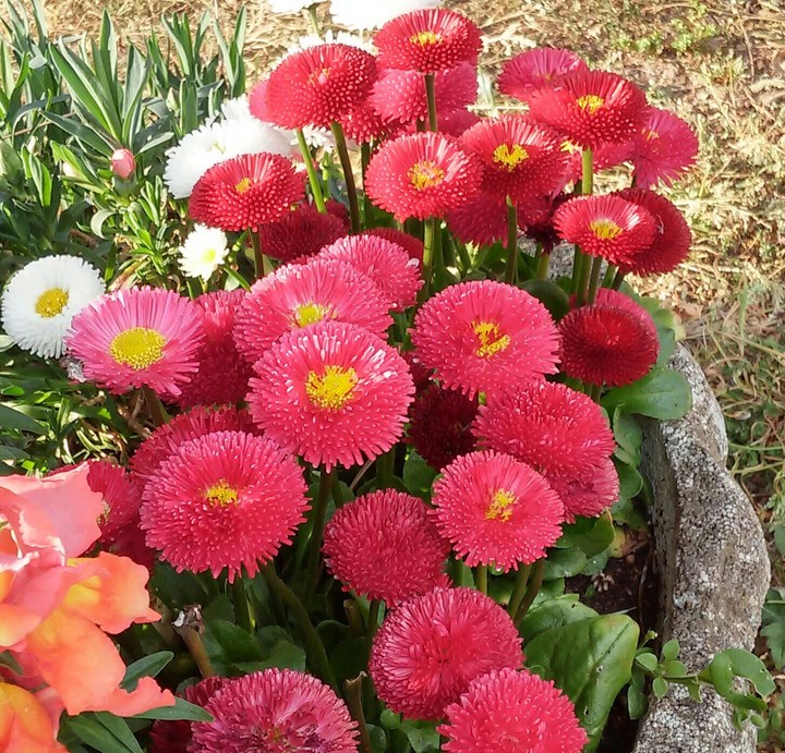 gardening