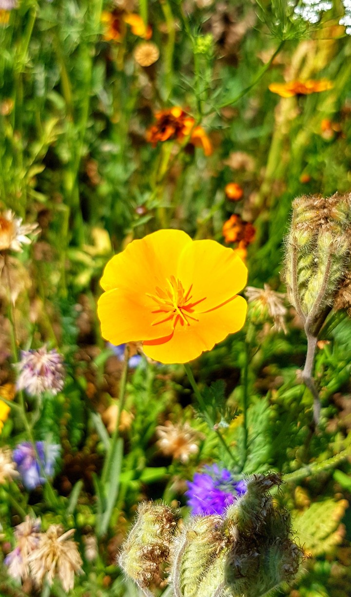 flower