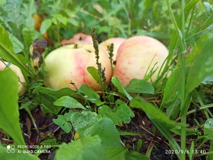 apples