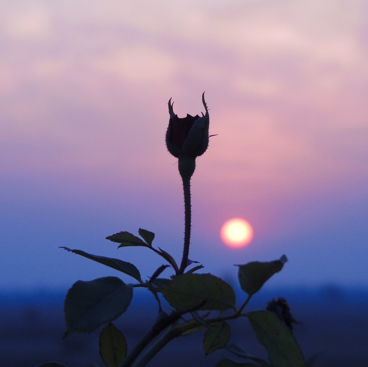 Rose