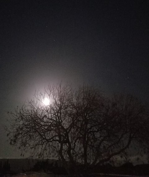 Moonlight in Winter