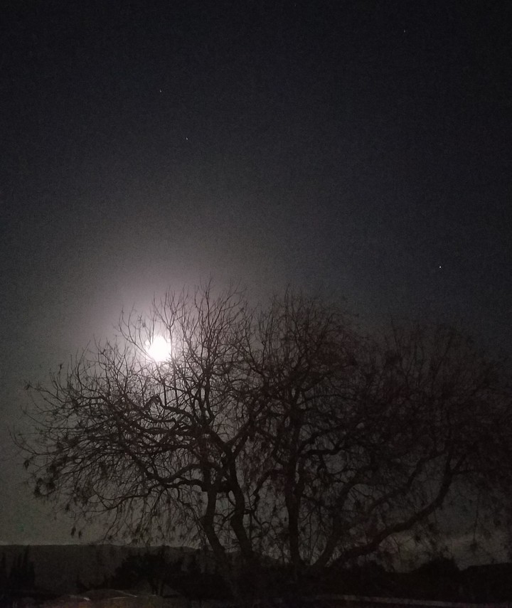 Moonlight in Winter