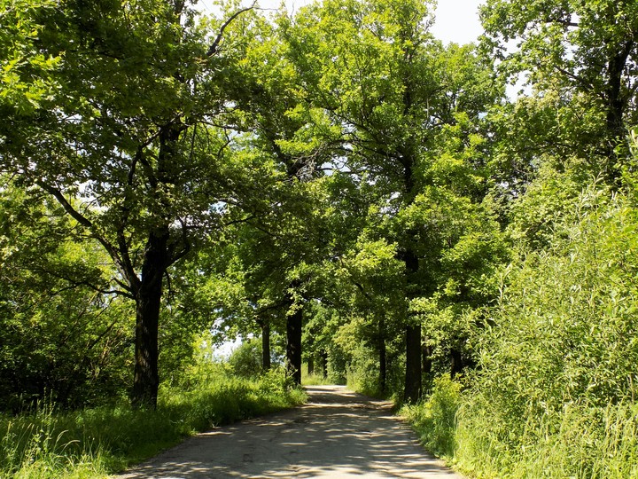 Forest