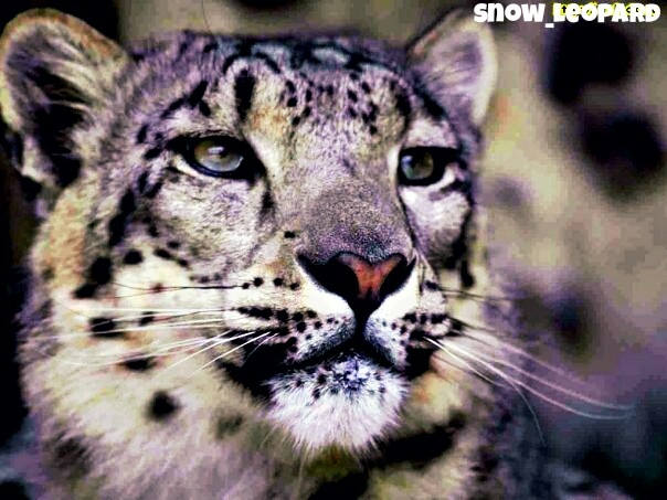 snow leopard