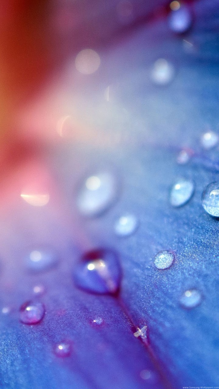 Dew Drop 720×1280