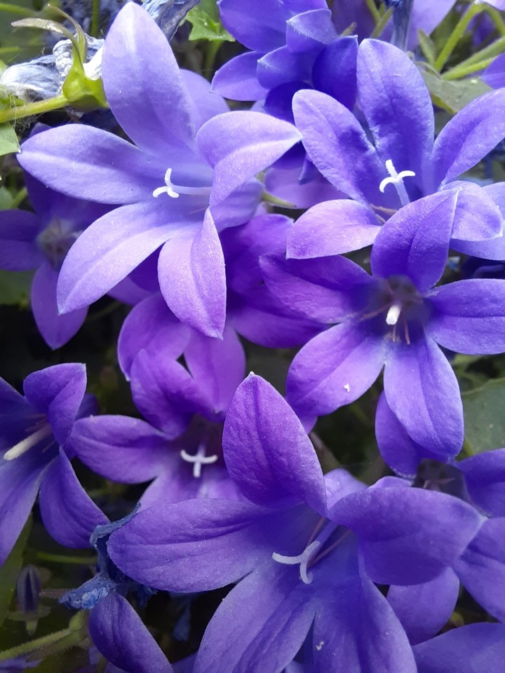 Purple flowers