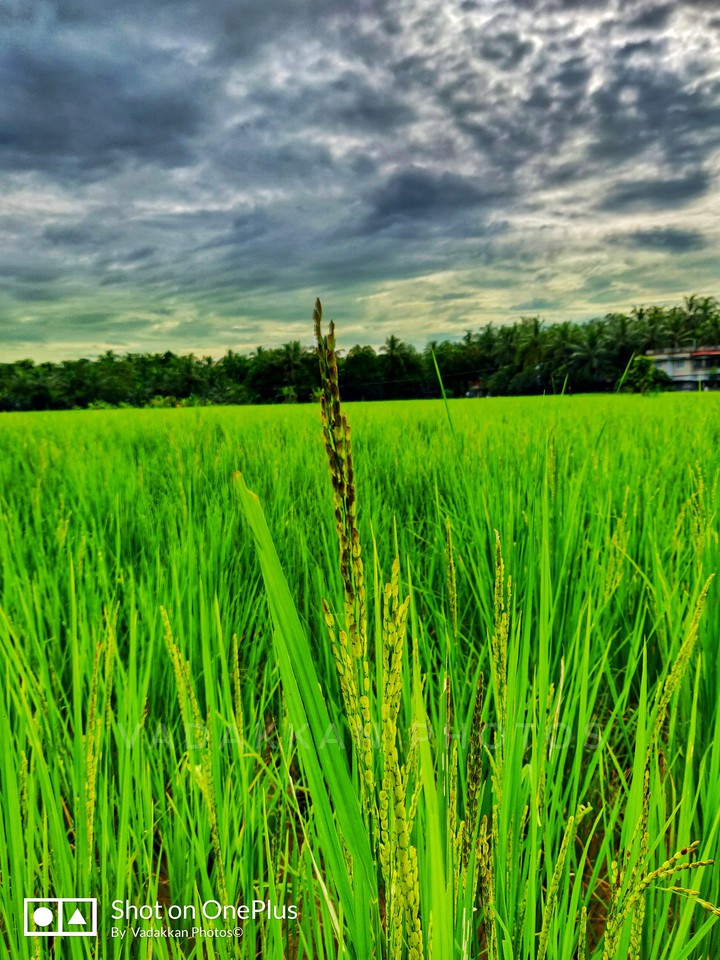 rice plant kerala