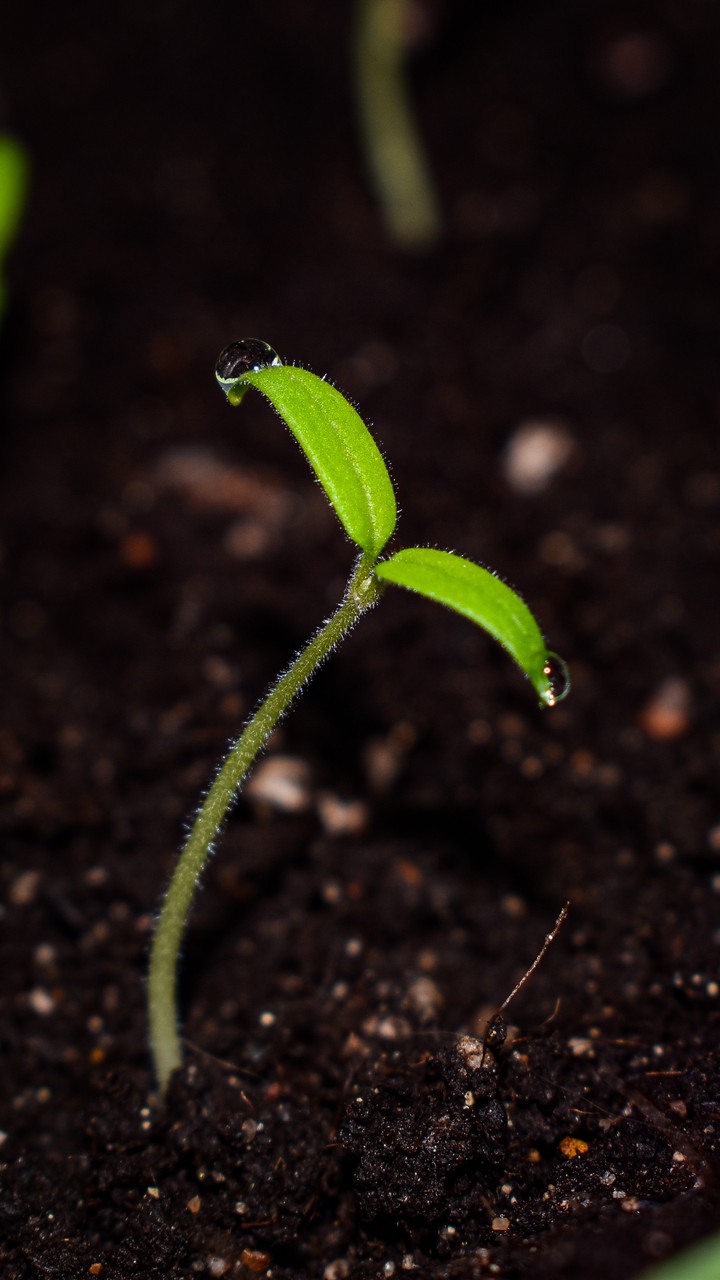 plant