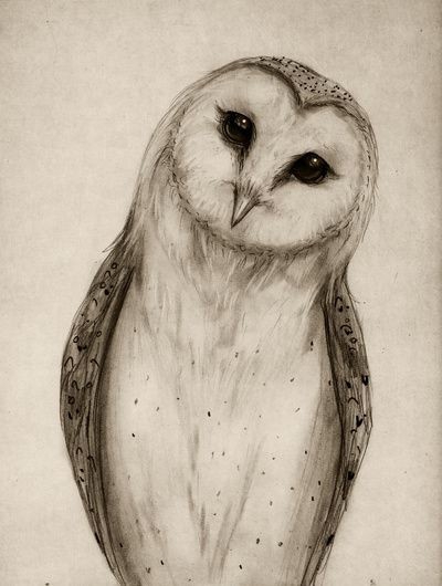 owl