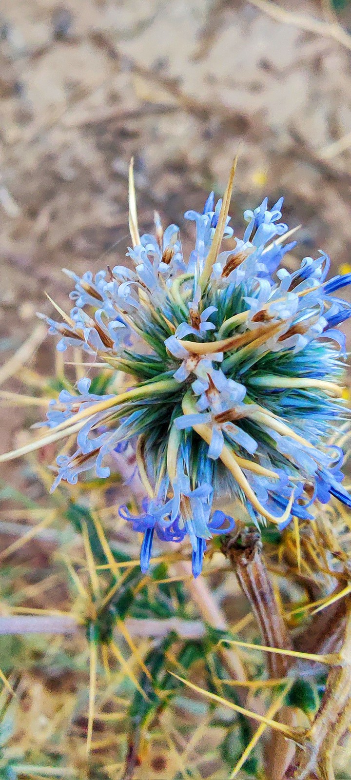 Echinops ritro, the southern globethistle