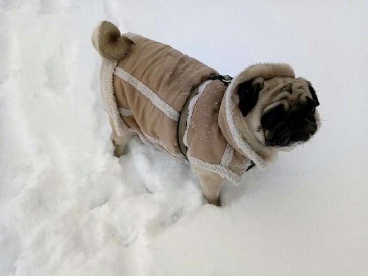 Cute pug in snow