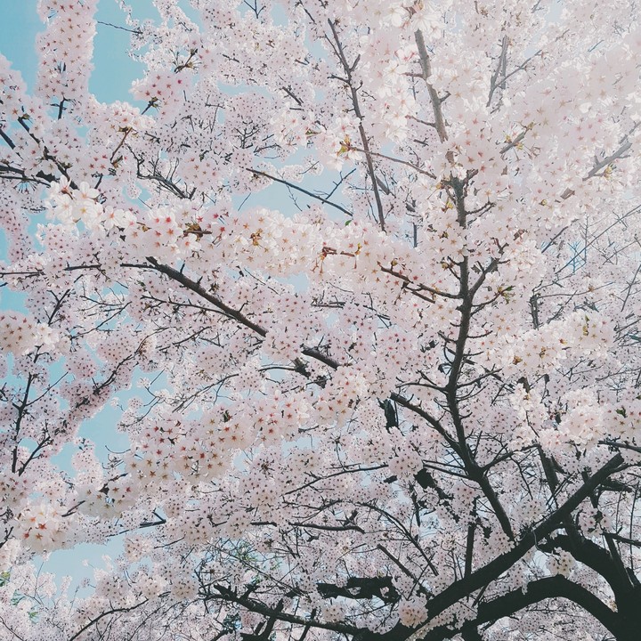 벚꽃