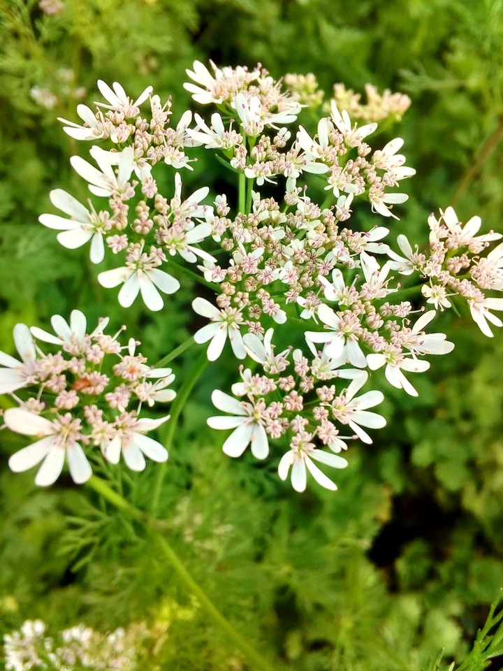 coriander's flower