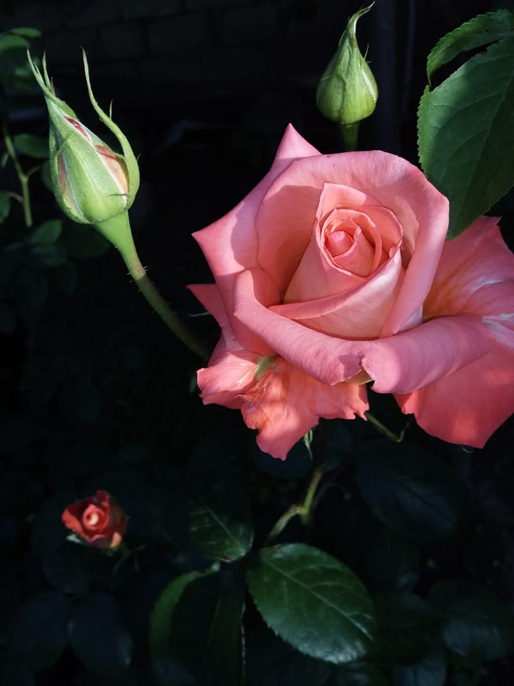 rose