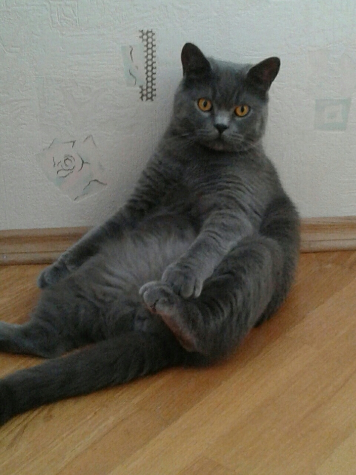 Любимый котик