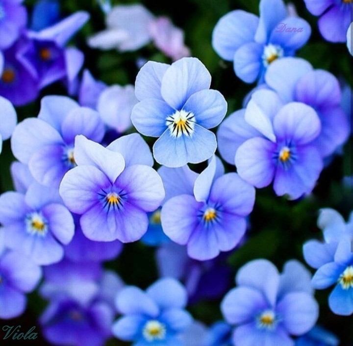 Viola