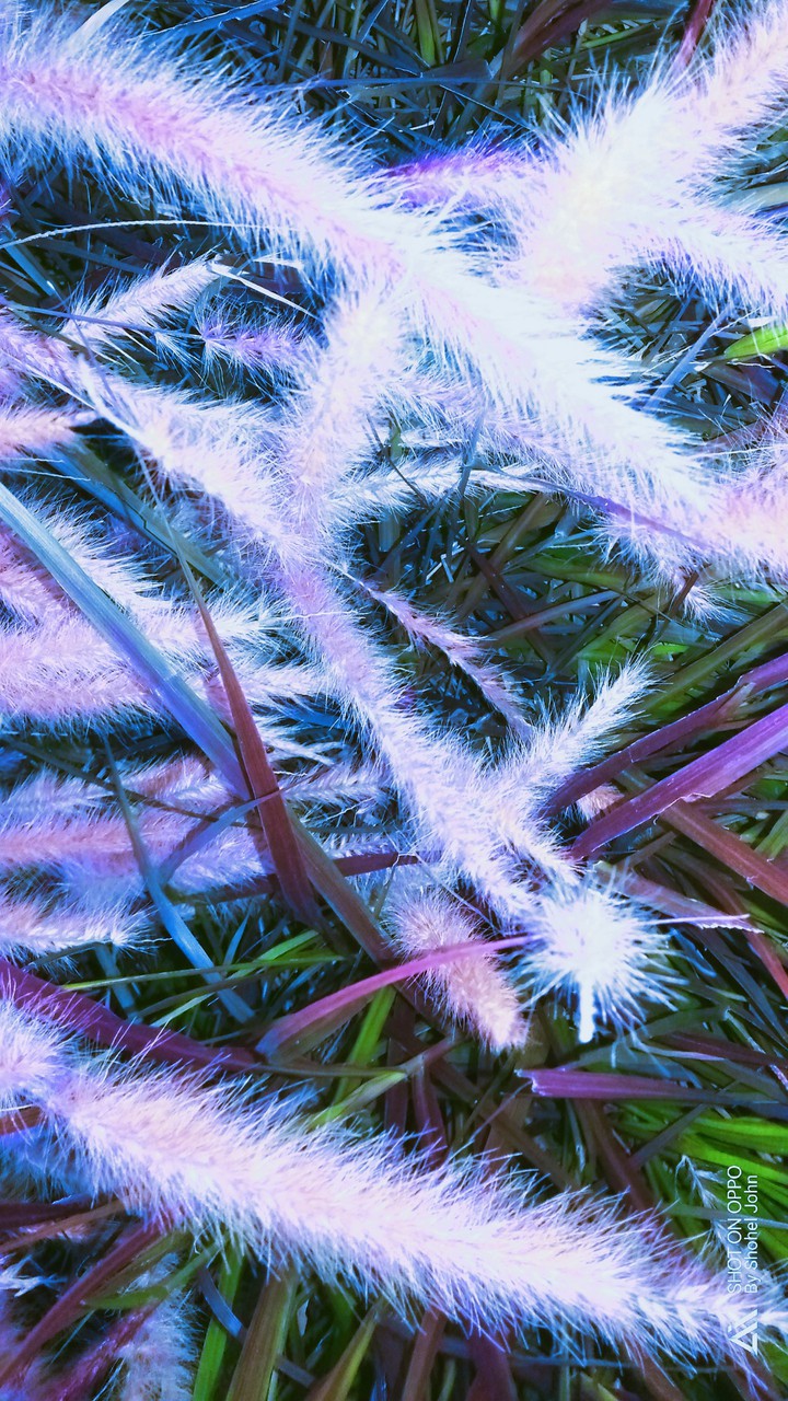 Mobile Photography