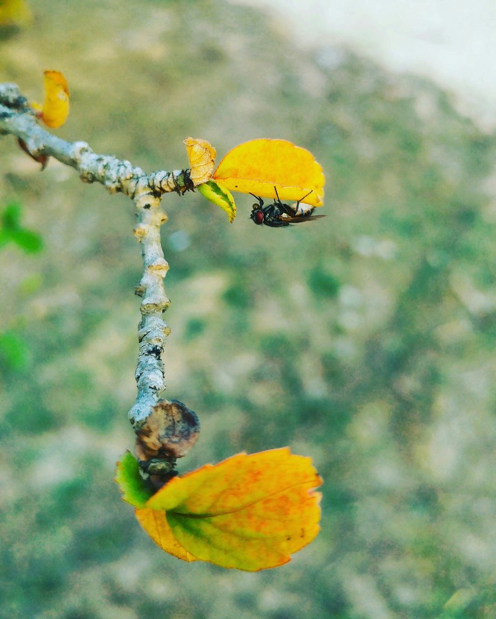 Mobile Photography
