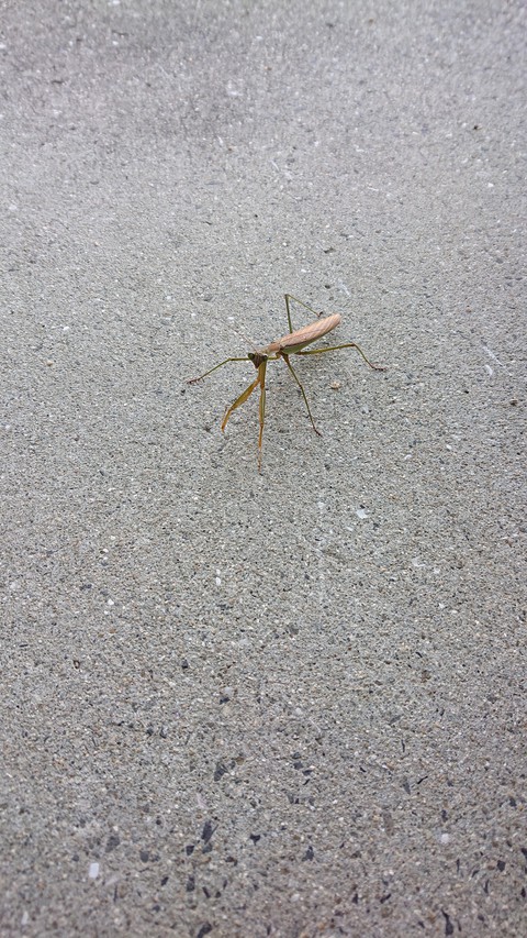 Praying mantis