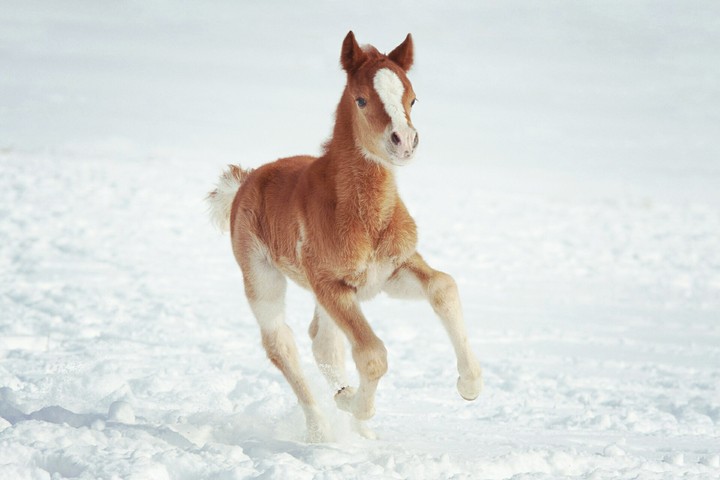 Little horses