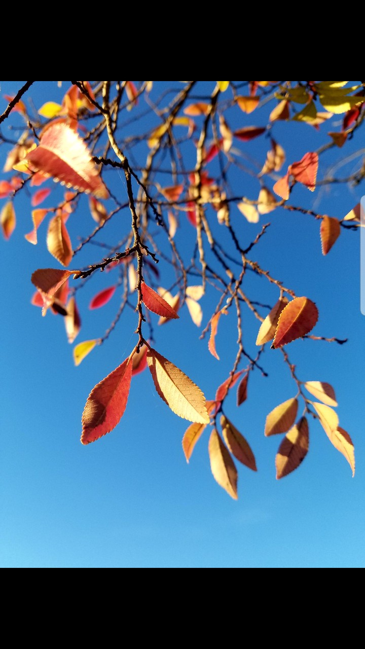 Contrast