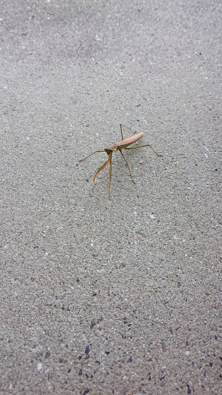 Praying mantis