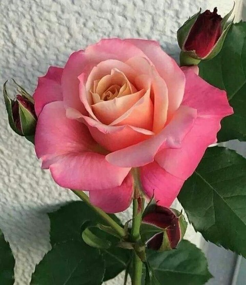 Rosa