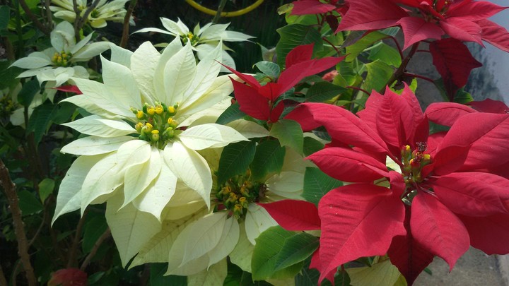 Mes fleurs!!!