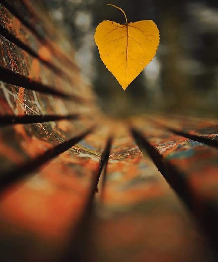 tree leave